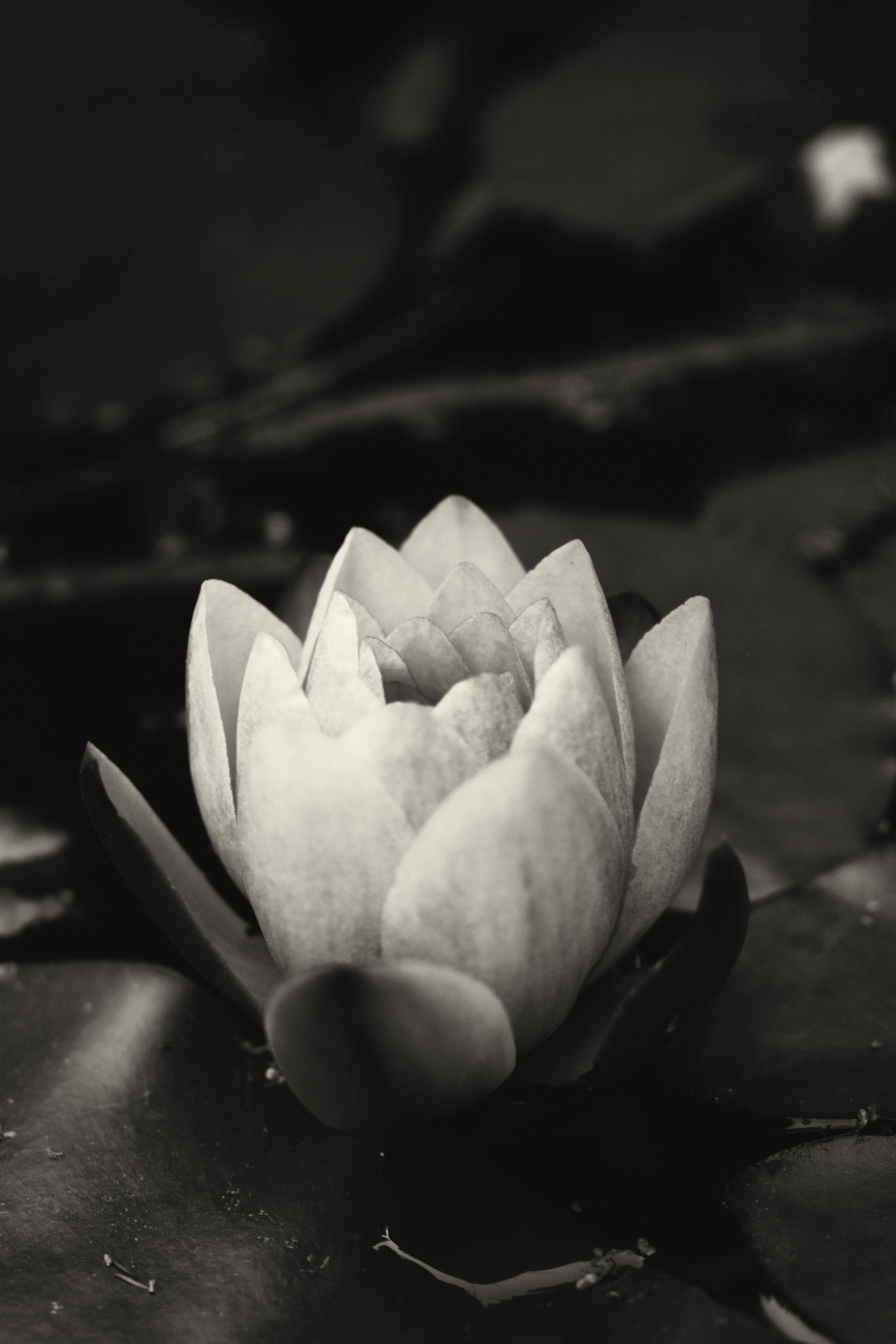 Artistic still life composition